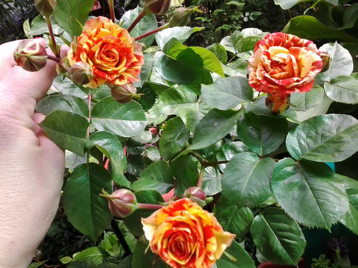 20140522_095540 - 1mai