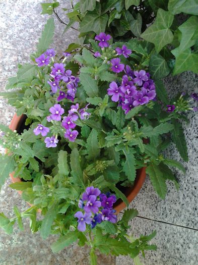 20140522_095514 - 1mai