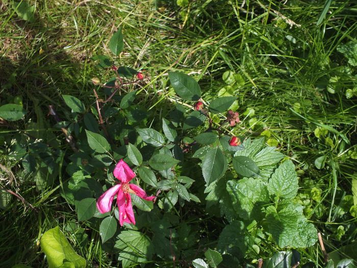 22.05.2014a - Rosa Chinensis Mutabilis