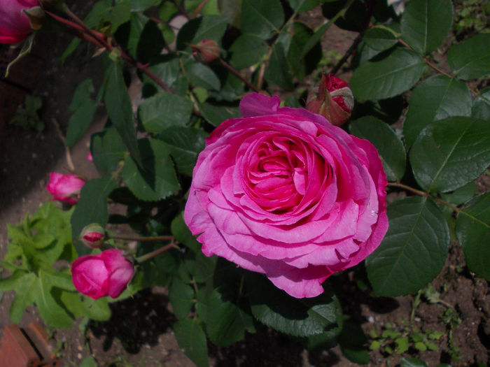 g j (2) - austin - Gertrude Jekyll