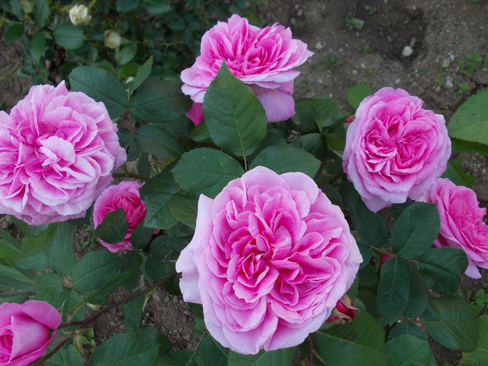 g j (5) - austin - Gertrude Jekyll