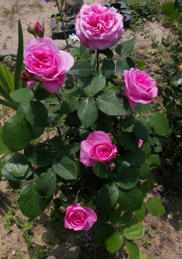 g j (6) - austin - Gertrude Jekyll