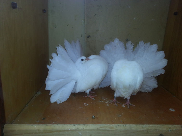 Pui 2019 - Porumbei  vinduti