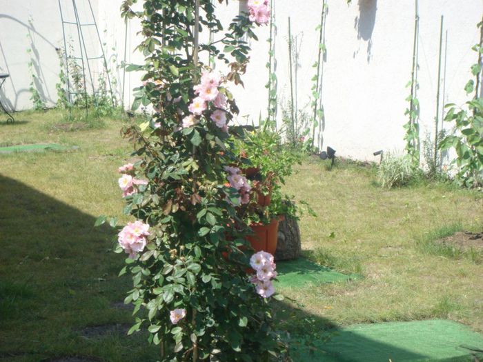 2011 primavara arcada trandafiri 3 - CLAIR MATIN