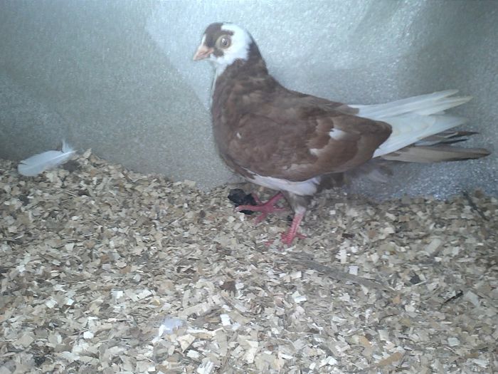 tata floriu cazator mama moriscara pe galben