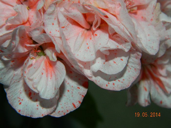 Orange Glitter - Flori 2014