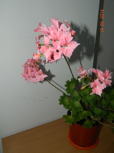 DSCN7451 - Flori 2014