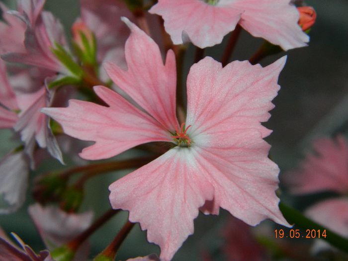 DSCN7475 - Flori 2014