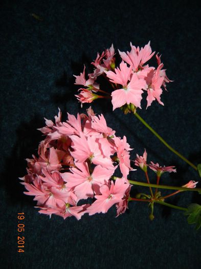 DSCN7447 - Flori 2014