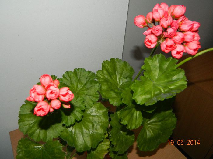 Muscata cu floare...