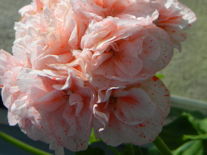 Orange Glitter - Flori 2014