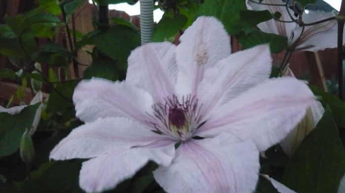 050 - clematite infloriri