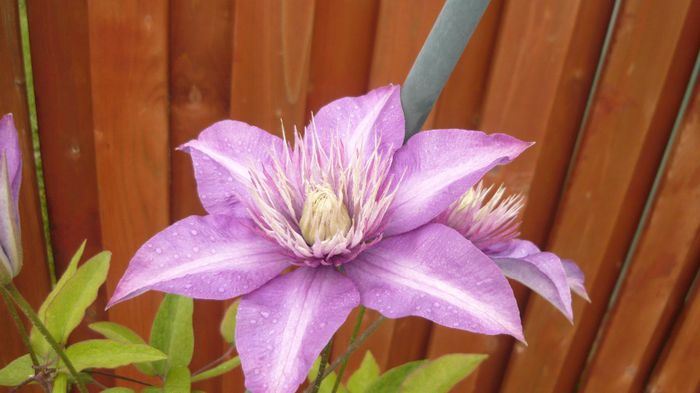 028 - clematite infloriri