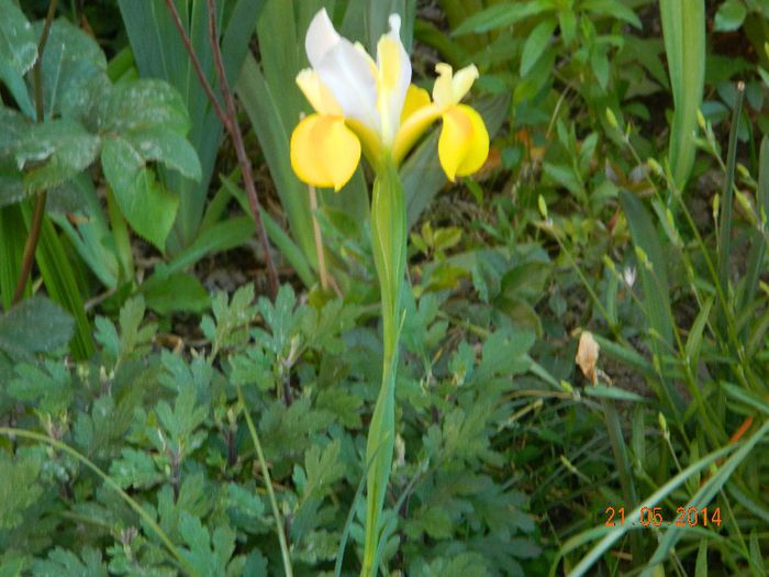 DSCN7485 - Flori 2014