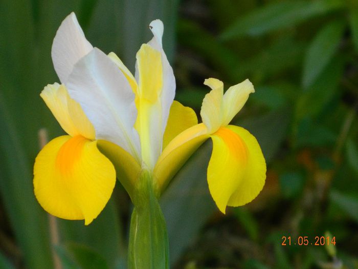 DSCN7486 - Flori 2014
