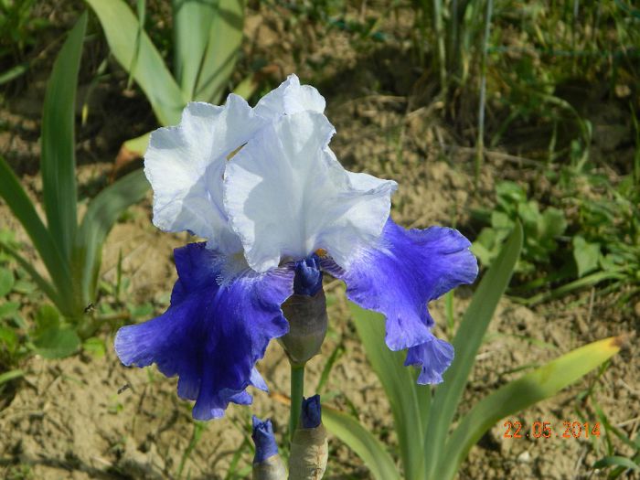DSCN7498 - Flori 2014
