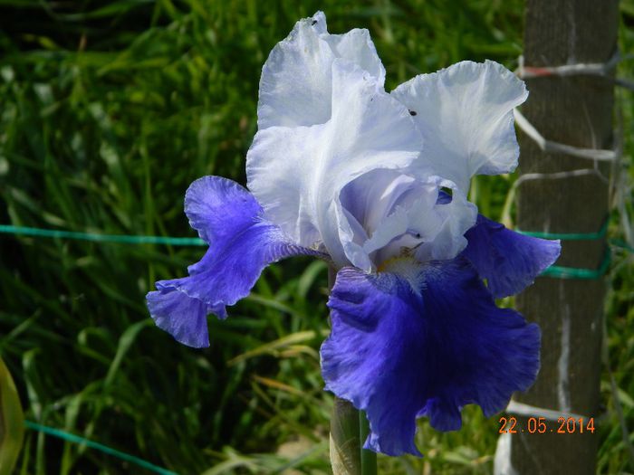 DSCN7501 - Flori 2014