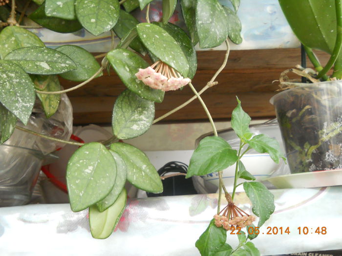 hoya, dimineata - MAI 2014