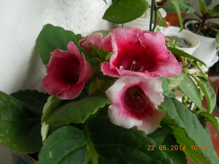 002 - GLOXINII 2014