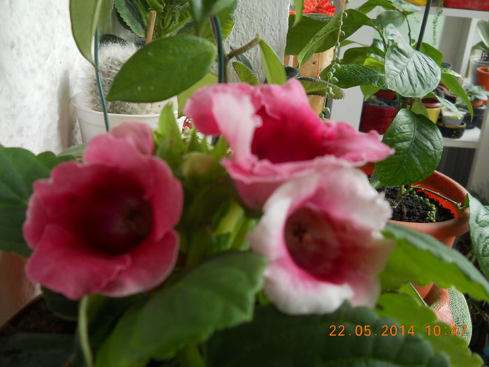 003 - GLOXINII 2014