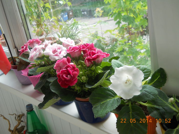 010 - GLOXINII 2014