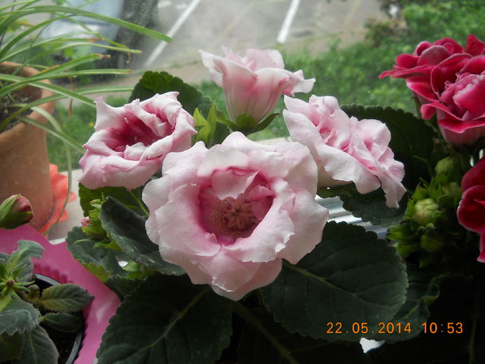 014 - GLOXINII 2014