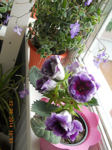 018 - GLOXINII 2014