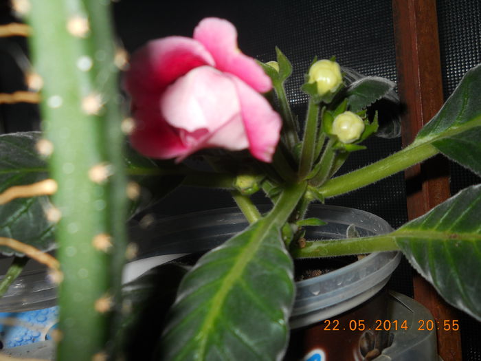 035 - GLOXINII 2014