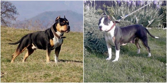 SUNT SUPERBI . - PRENOTARI PUI PITBULL TRICOLOR expirat