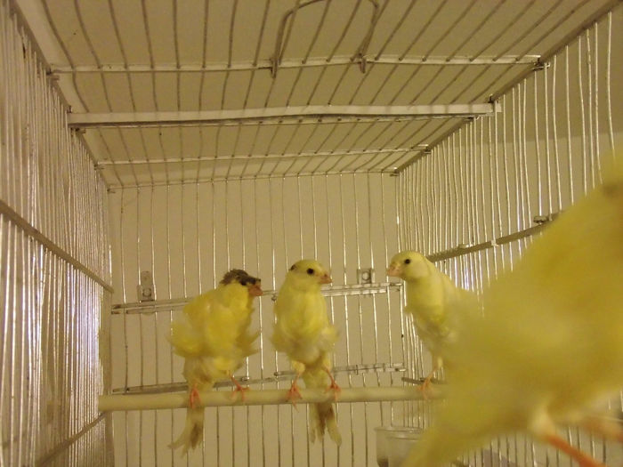 CIMG1274 - Canari  creti