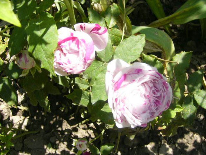 Variegata di Bologna - Gradina 2014 II