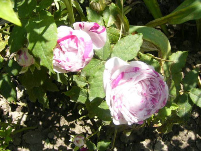 P1210728 - Gradina 2014 II