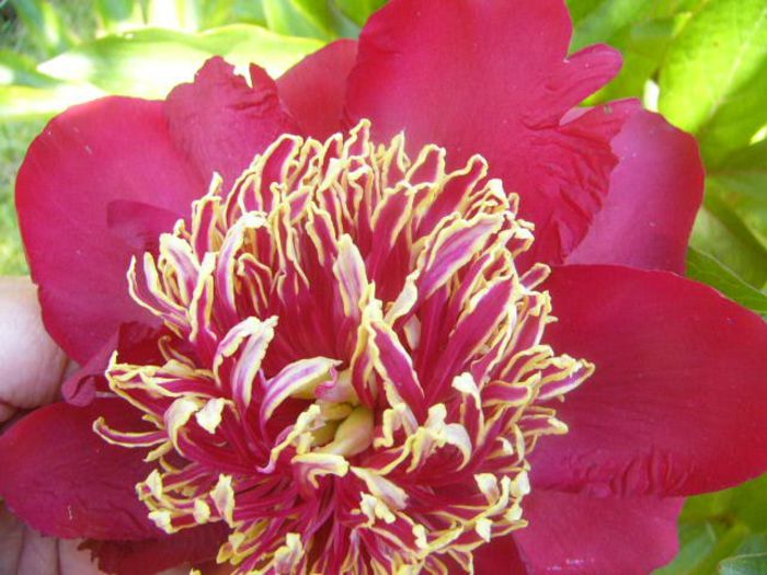 Charles Burggers - Gradina 2014 II