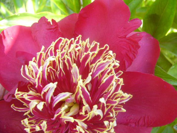 P1210730 - Gradina 2014 II