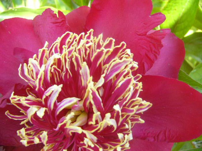 P1210731 - Gradina 2014 II