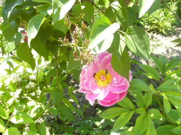 P1210733 - Gradina 2014 II