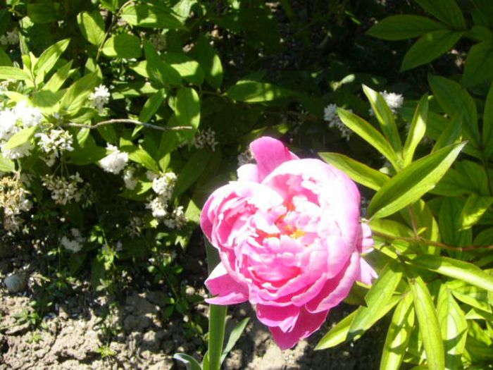 P1210734 - Gradina 2014 II