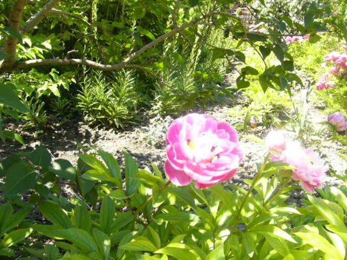 P1210735 - Gradina 2014 II