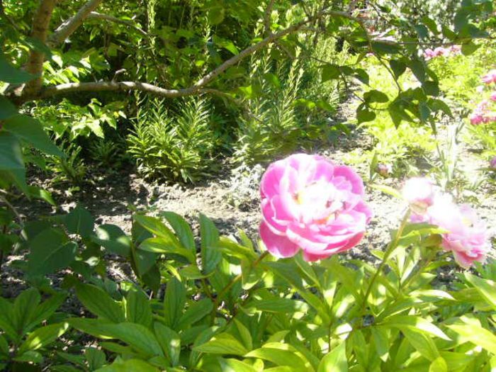 P1210736 - Gradina 2014 II