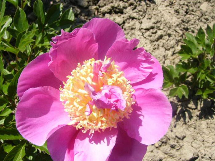 Largo - Gradina 2014 II