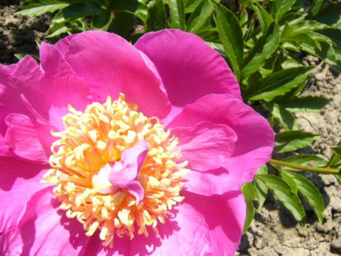 P1210738 - Gradina 2014 II