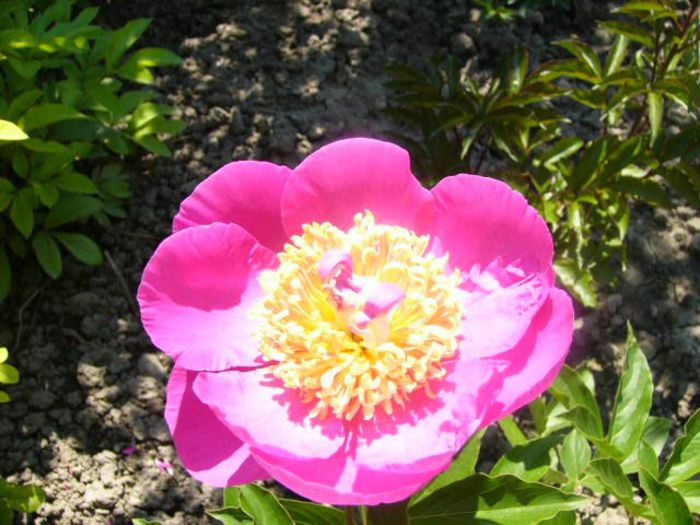 P1210739 - Gradina 2014 II