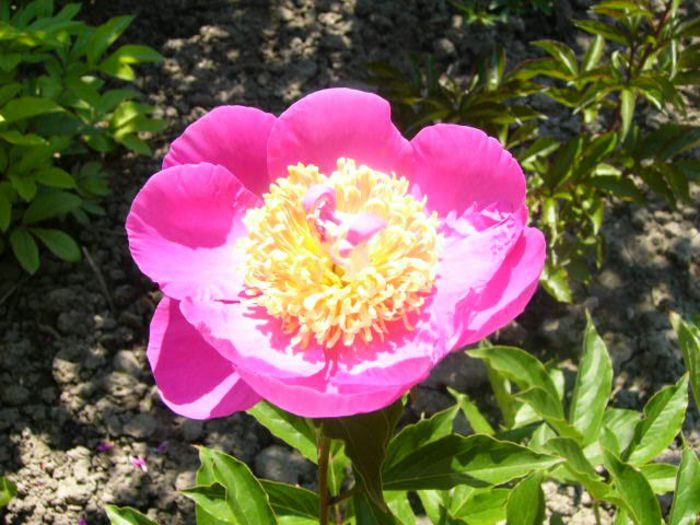 Largo - Gradina 2014 II