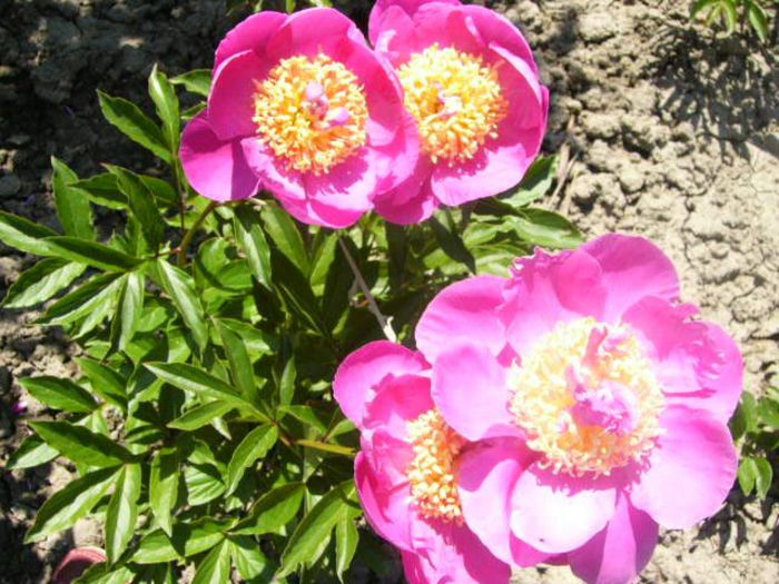 P1210743 - Gradina 2014 II