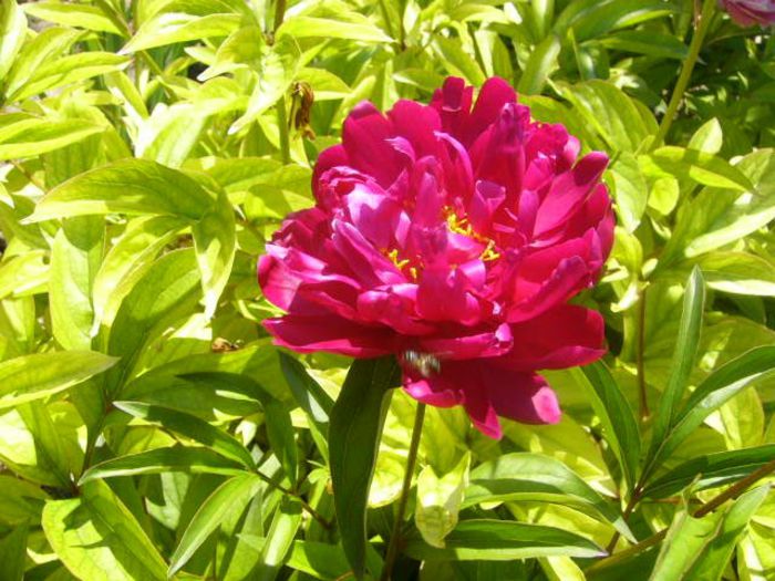 P1210746 - Gradina 2014 II