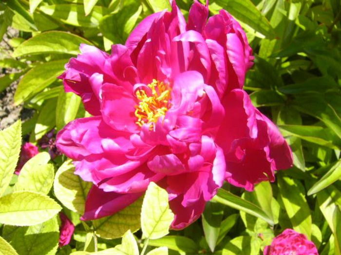 P1210748 - Gradina 2014 II