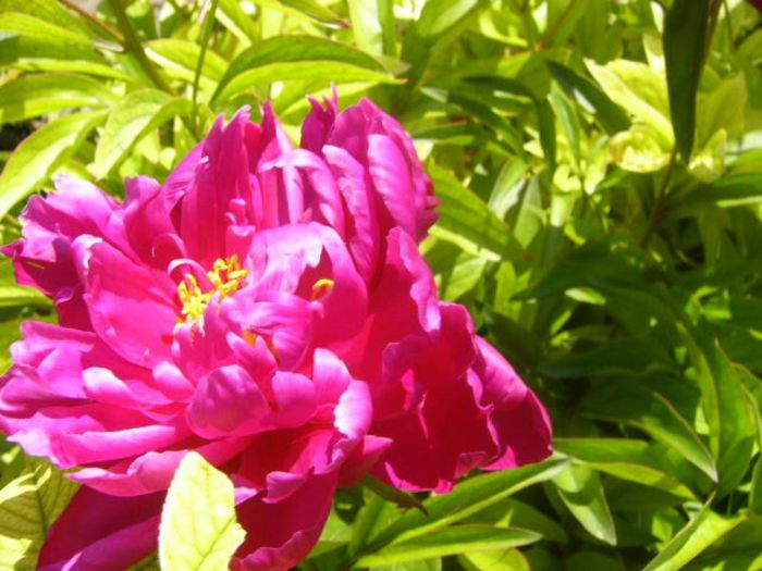 P1210749 - Gradina 2014 II