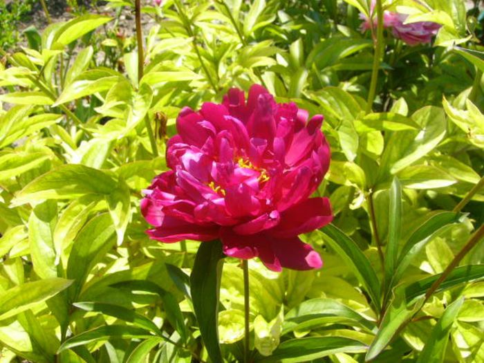 P1210750 - Gradina 2014 II