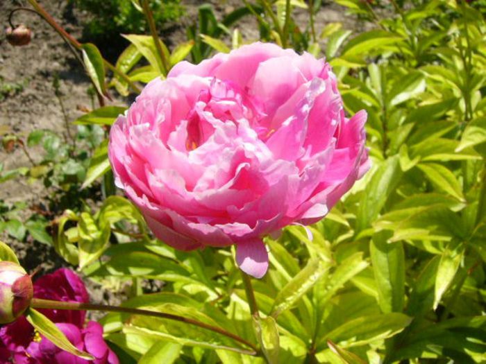 P1210752 - Gradina 2014 II