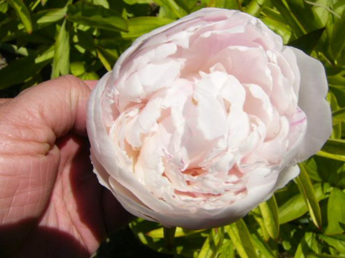 P1210753 - Gradina 2014 II